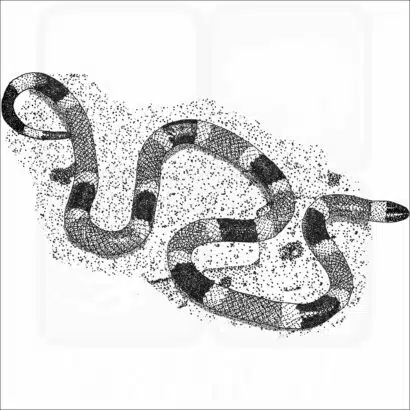 Arizona Coral Snake