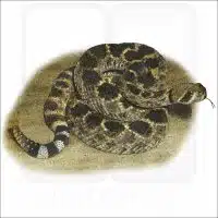 Western Diamondback Rattlesnake illustration