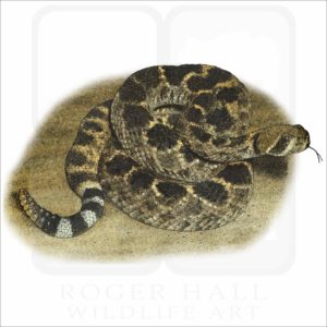 Western Diamondback Rattlesnake illustration
