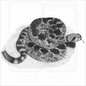 Western Diamondback Rattlesnake