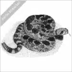 Western Diamondback Rattlesnake