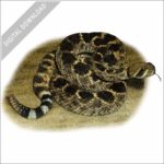 Western Diamondback Rattlesnake stock image