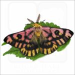 Western Sheepmoth illustration