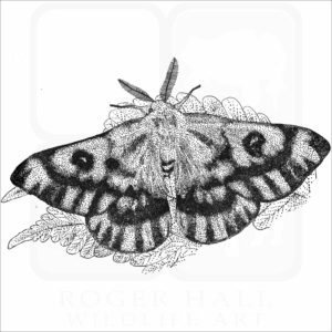 Western Sheepmoth