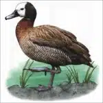 White-faced Whistling Duck illustration