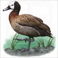 White-faced Whistling Duck illustration