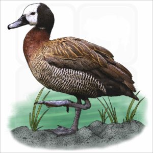 White-faced Whistling Duck illustration
