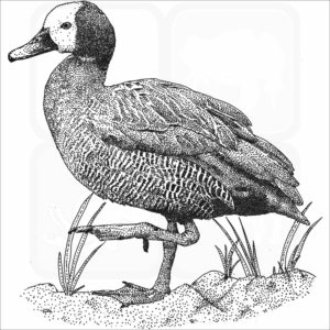 White-faced Whistling Duck-BW