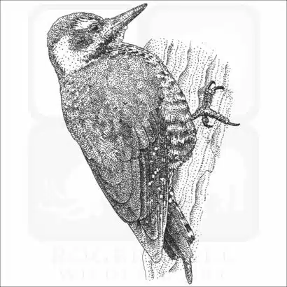 Arizona Woodpecker