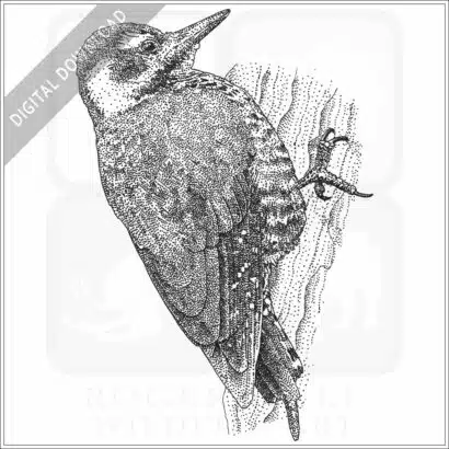 Arizona Woodpecker