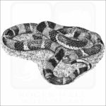 South American Coral Snake