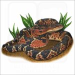 South American Bushmaster illustration