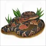 South American Bushmaster illustration