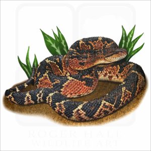 South American Bushmaster illustration
