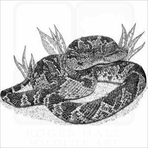 South American Bushmaster