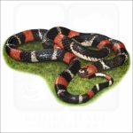 South American Coral Snake illustration