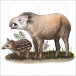 South American Tapir illustration