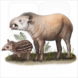 South American Tapir illustration