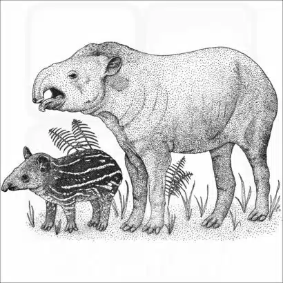 South American Tapir