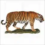South China Tiger illustration
