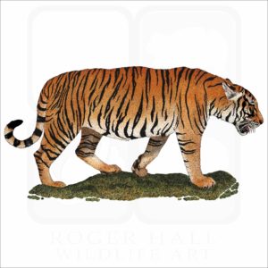 South China Tiger illustration