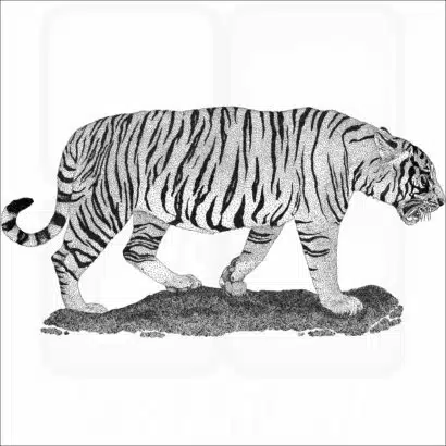 South China Tiger