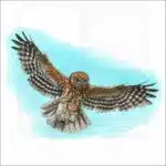 Australian Boobook Owl illustration