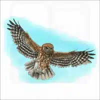 Australian Boobook Owl illustration
