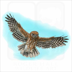 Australian Boobook Owl illustration