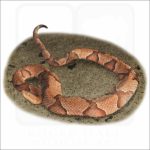 Eastern Copperhead illustration