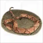 Eastern Copperhead illustration