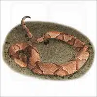Eastern Copperhead illustration