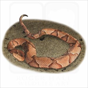 Eastern Copperhead illustration