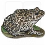 Southern Crawfish Frog illustration