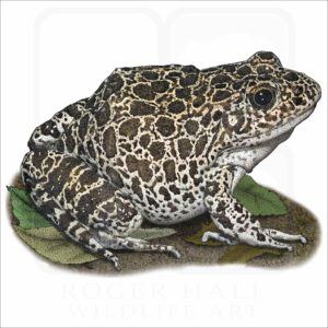 Southern Crawfish Frog illustration