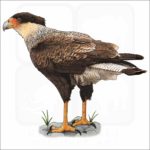 Crested Caracara illustration
