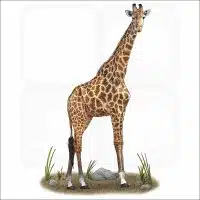 Southern Giraffe illustration