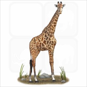 Southern Giraffe illustration