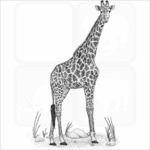 Southern Giraffe