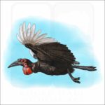 Southern Ground Hornbill illustration