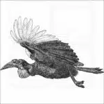 Southern Ground Hornbill