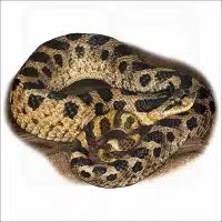 Southern Hognose Snake illustration