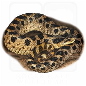 Southern Hognose Snake illustration