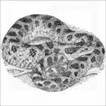 Southern Hognose Snake