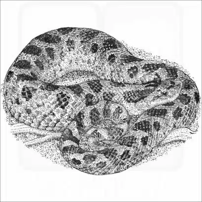 Southern Hognose Snake