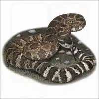 Southern Pacific Rattlesnake illustration