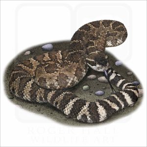 Southern Pacific Rattlesnake illustration