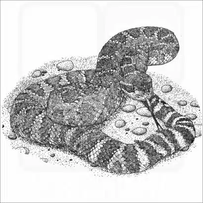 Southern Pacific Rattlesnake