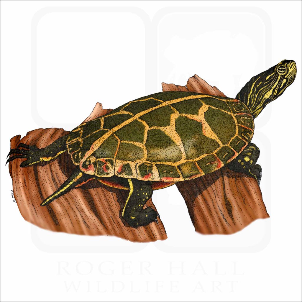 Southern Painted Turtle - Signed Fine Art Print