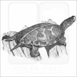 Southern Painted Turtle